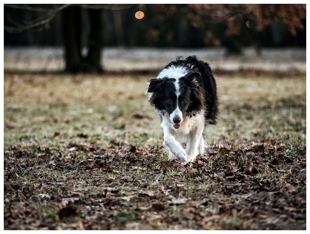 Border Collie