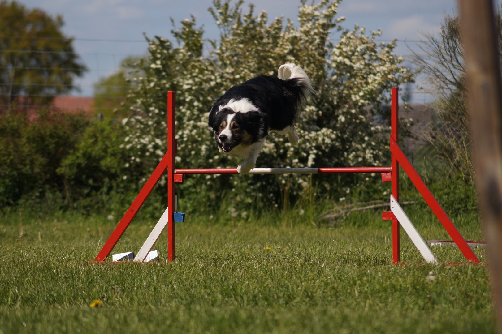 Border Collie