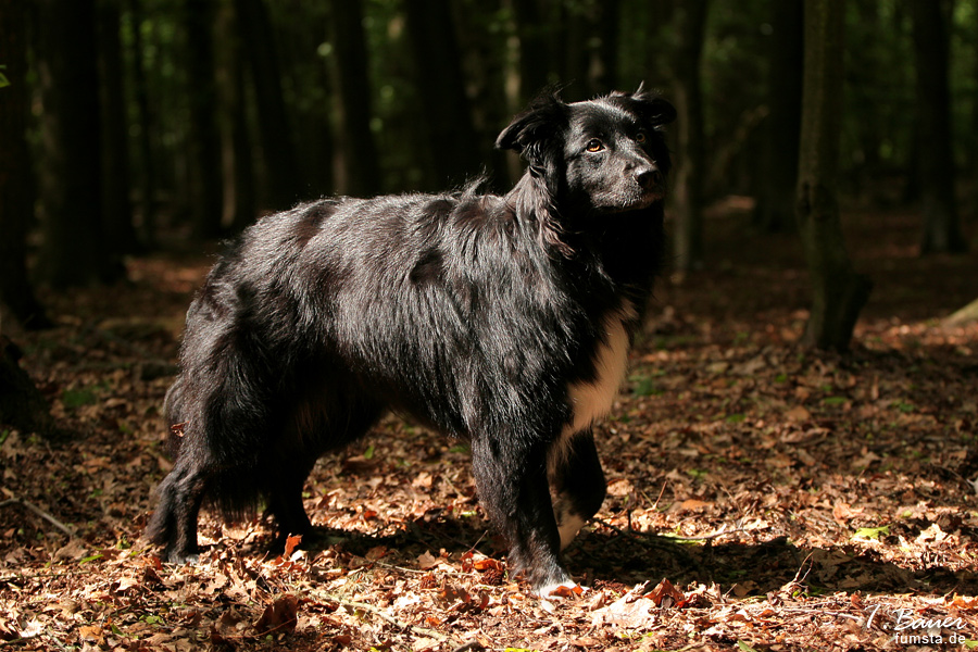 Border Collie