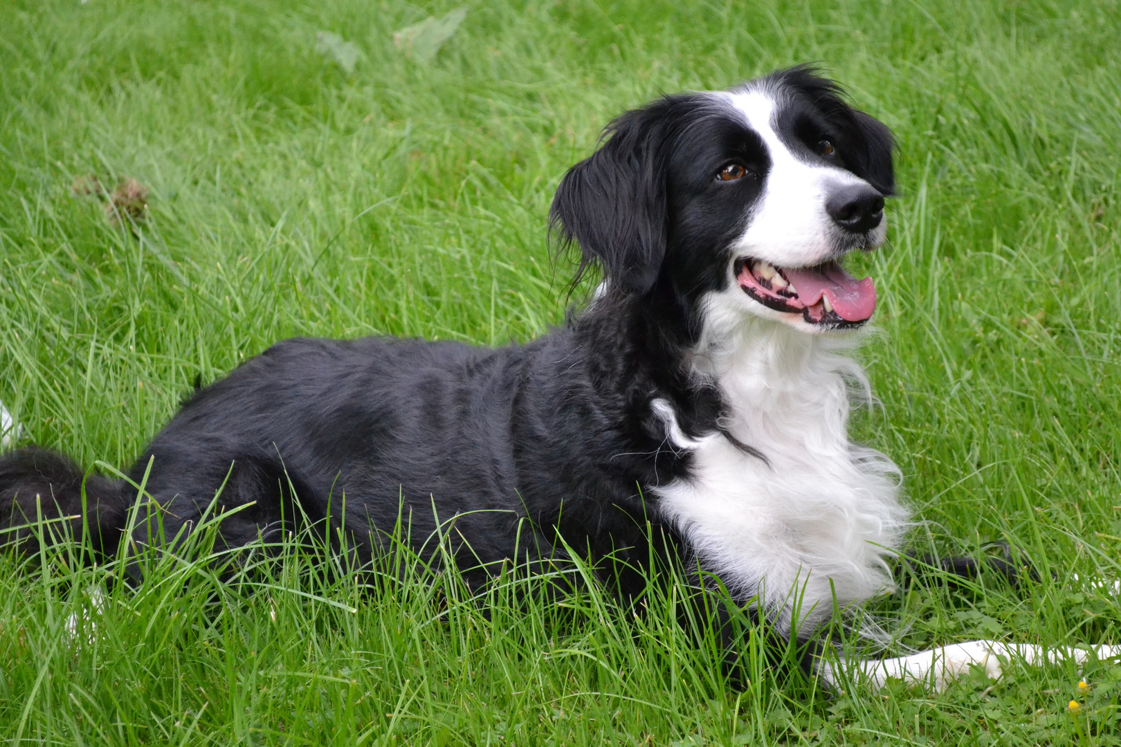 Border-Collie