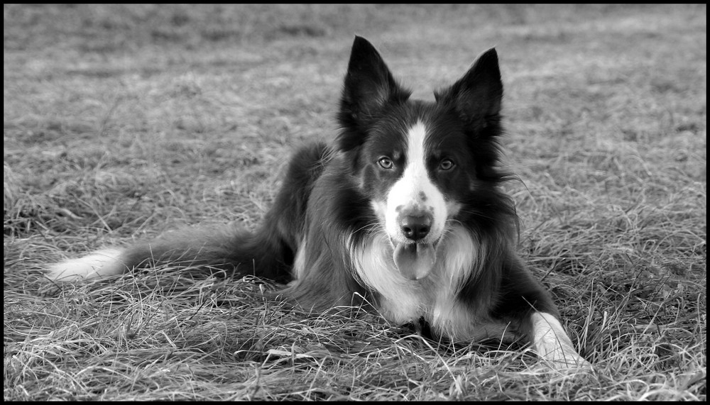 Border Collie