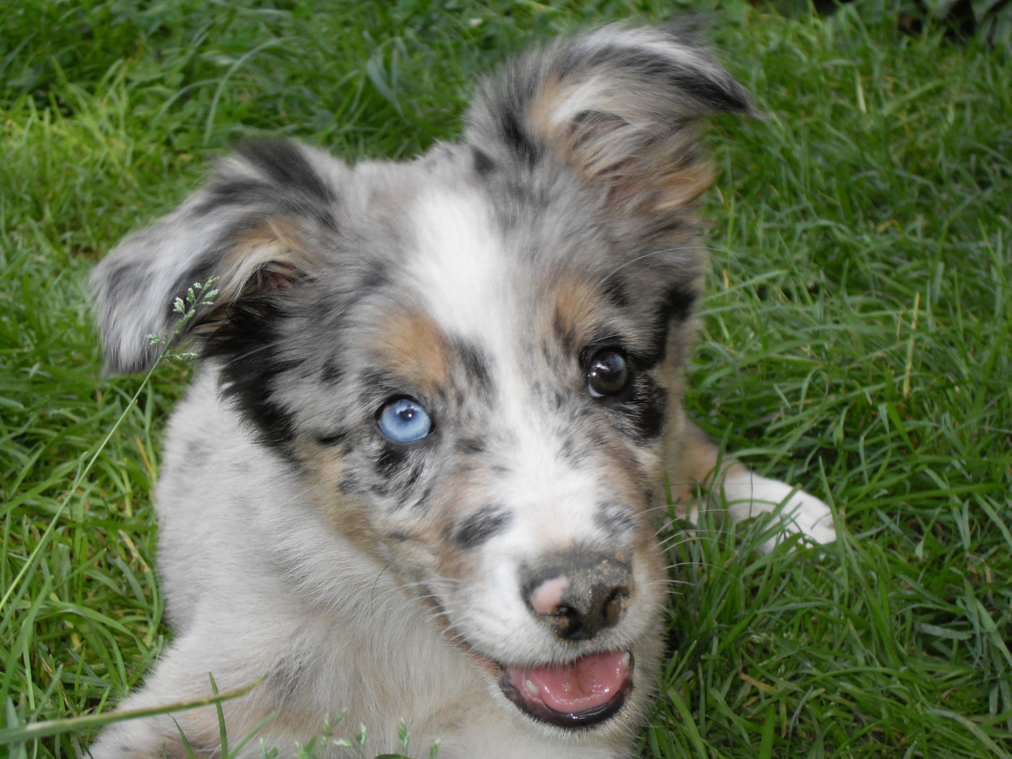 border collie