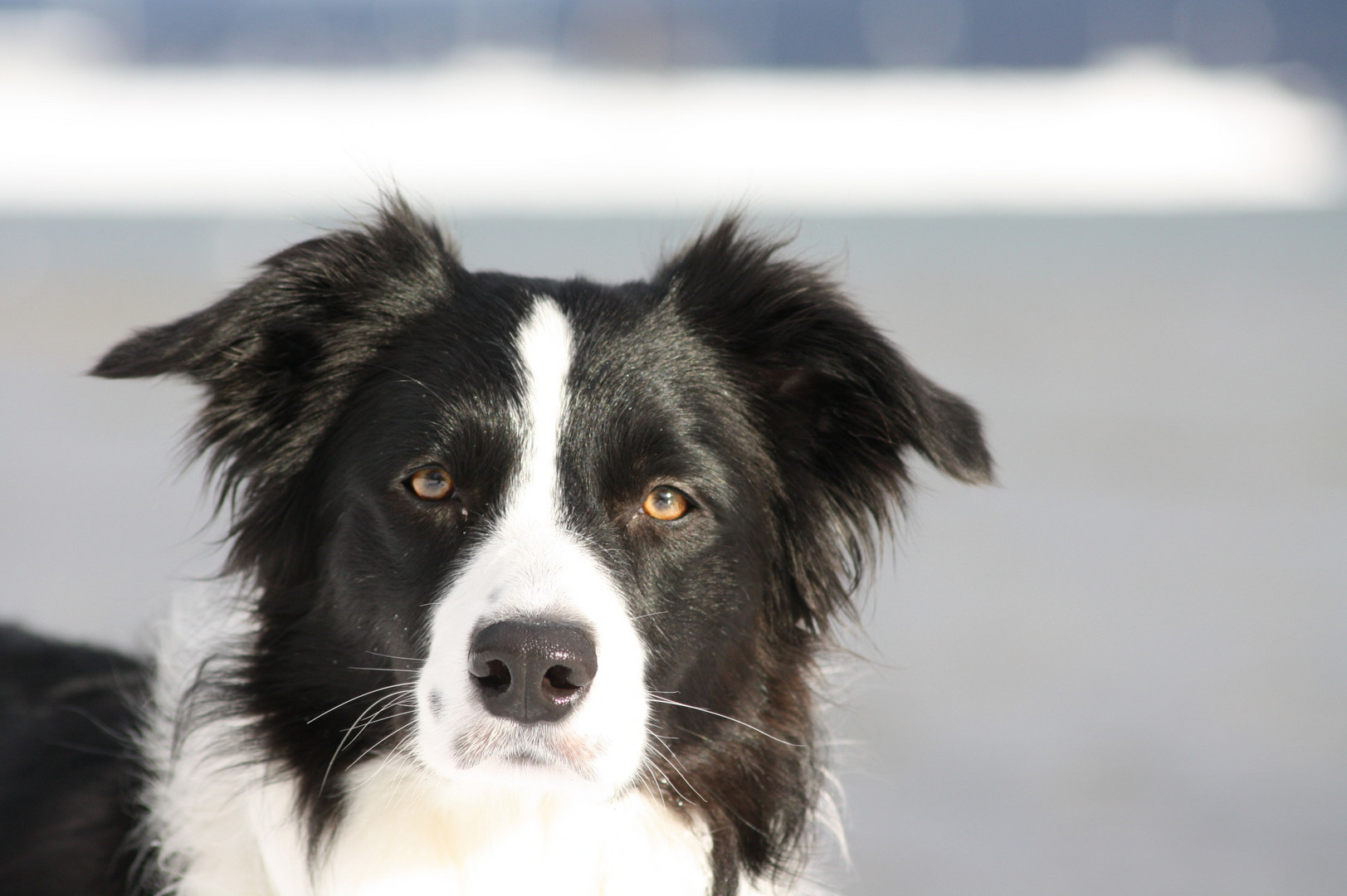 Border Collie