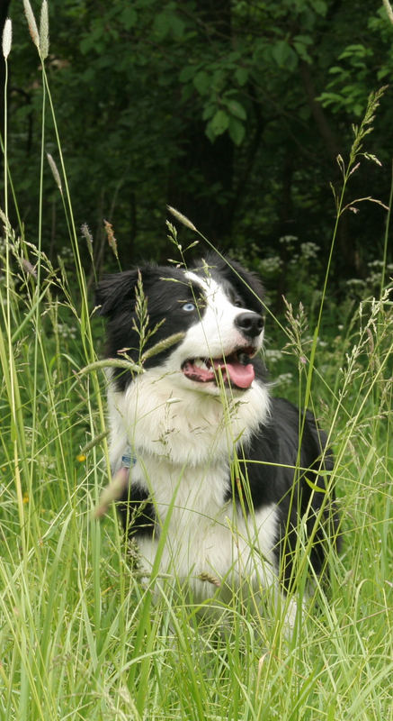 Border Collie