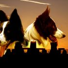 BORDER COLLIE