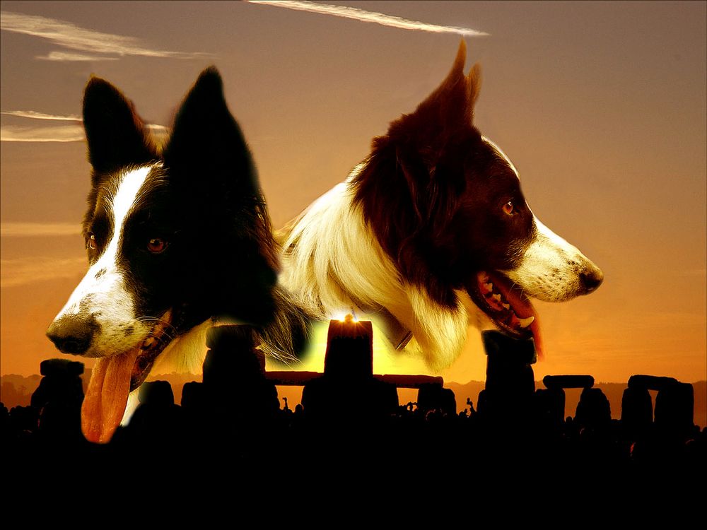 BORDER COLLIE