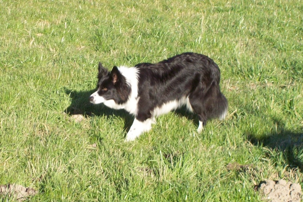 Border Collie