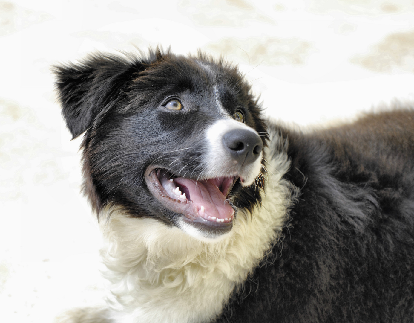 border collie