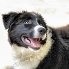 border collie