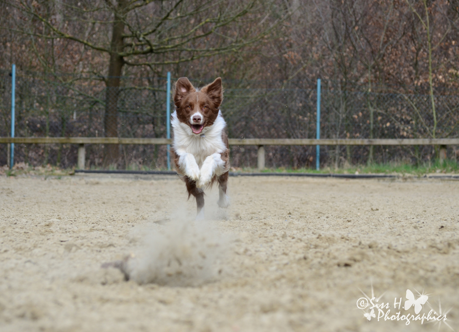 Border Collie