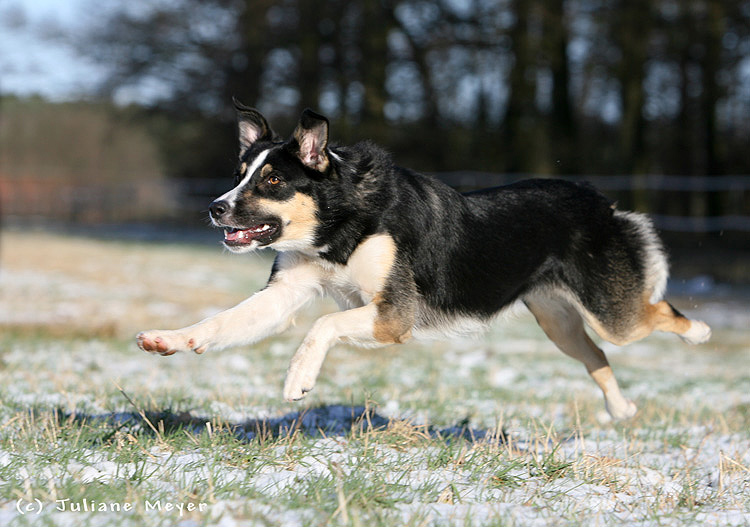 Border Collie