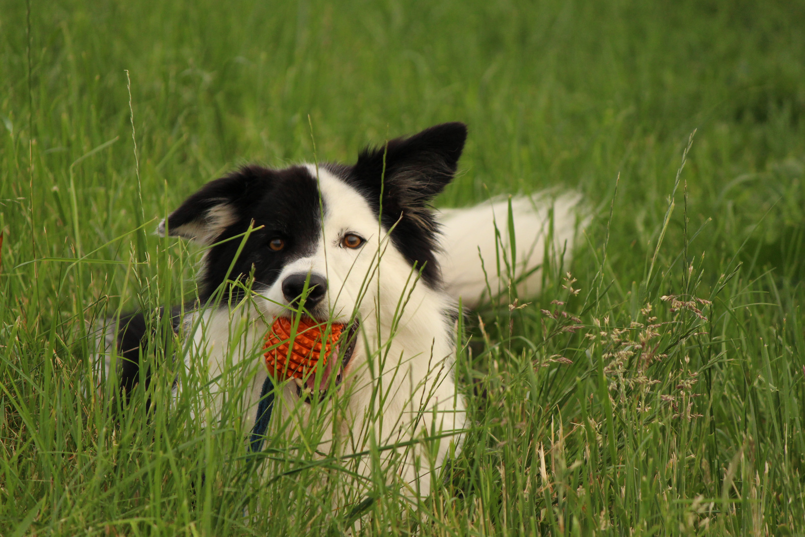 Border Collie