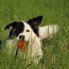 Border Collie