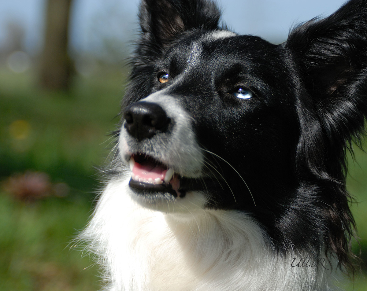 Border-Collie