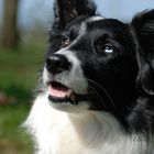 Border-Collie