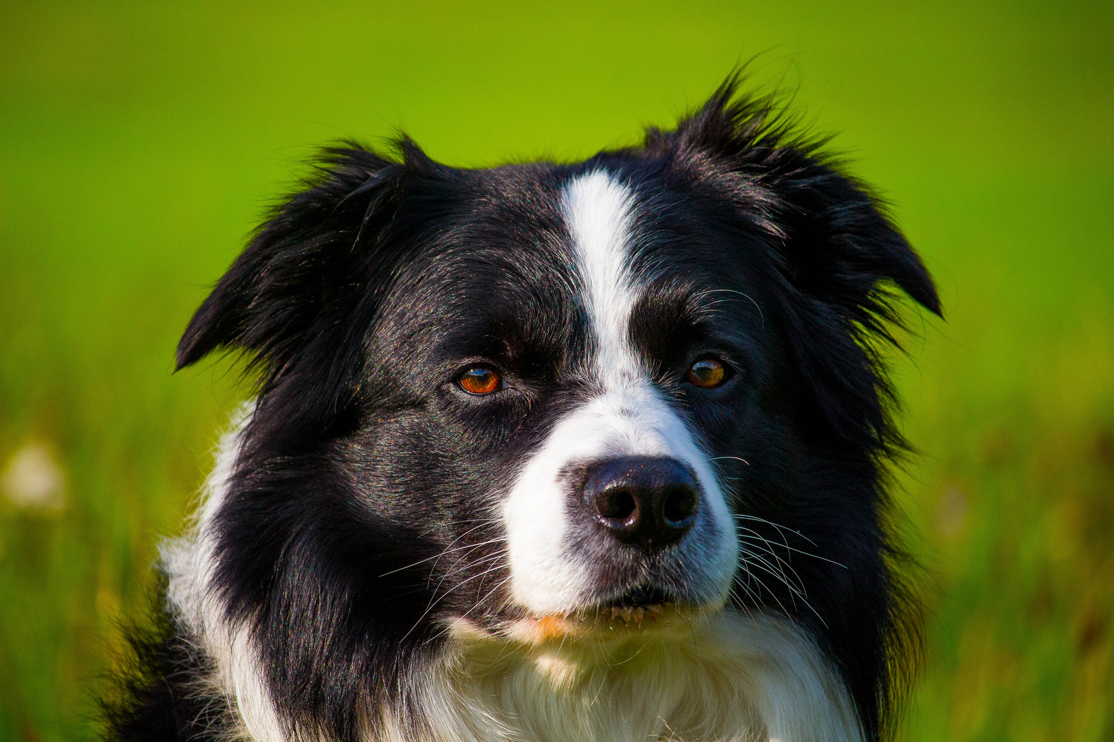 Border Collie