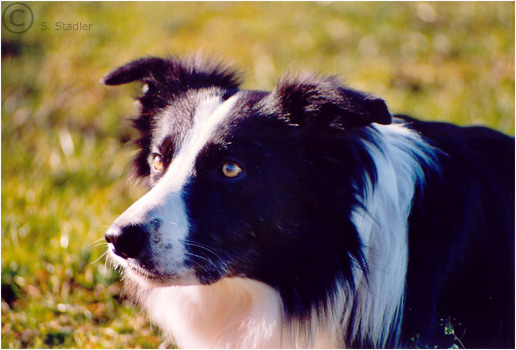 Border Collie