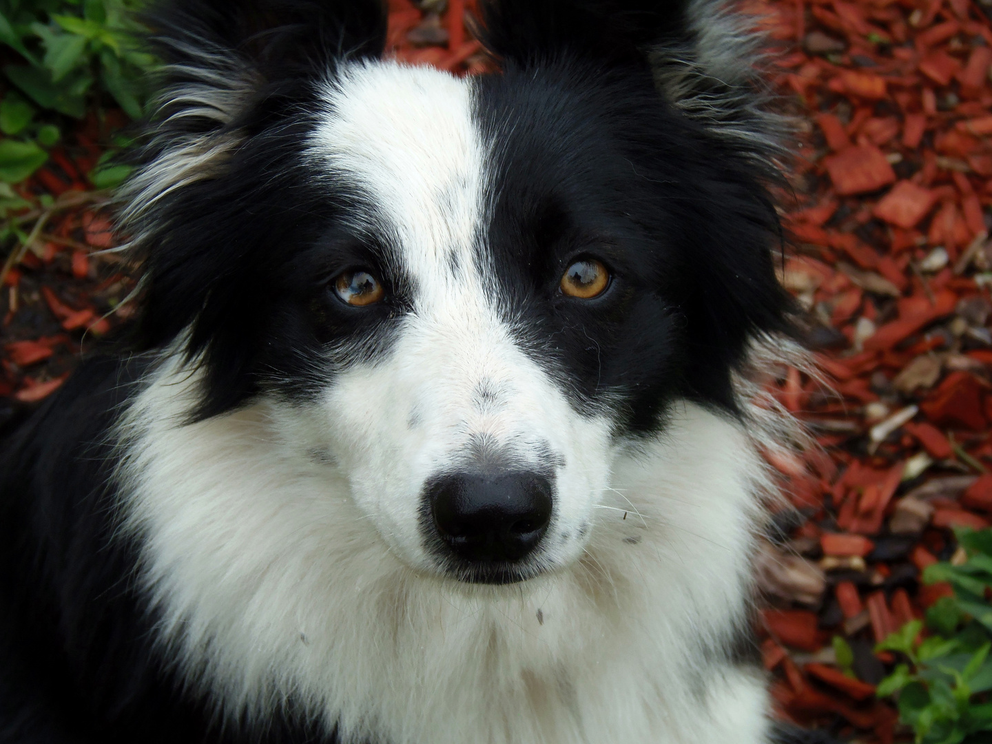 Border Collie