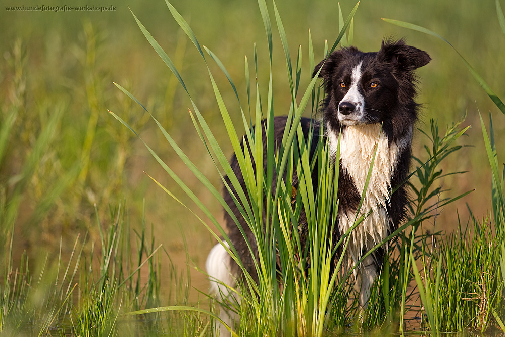 Border Collie