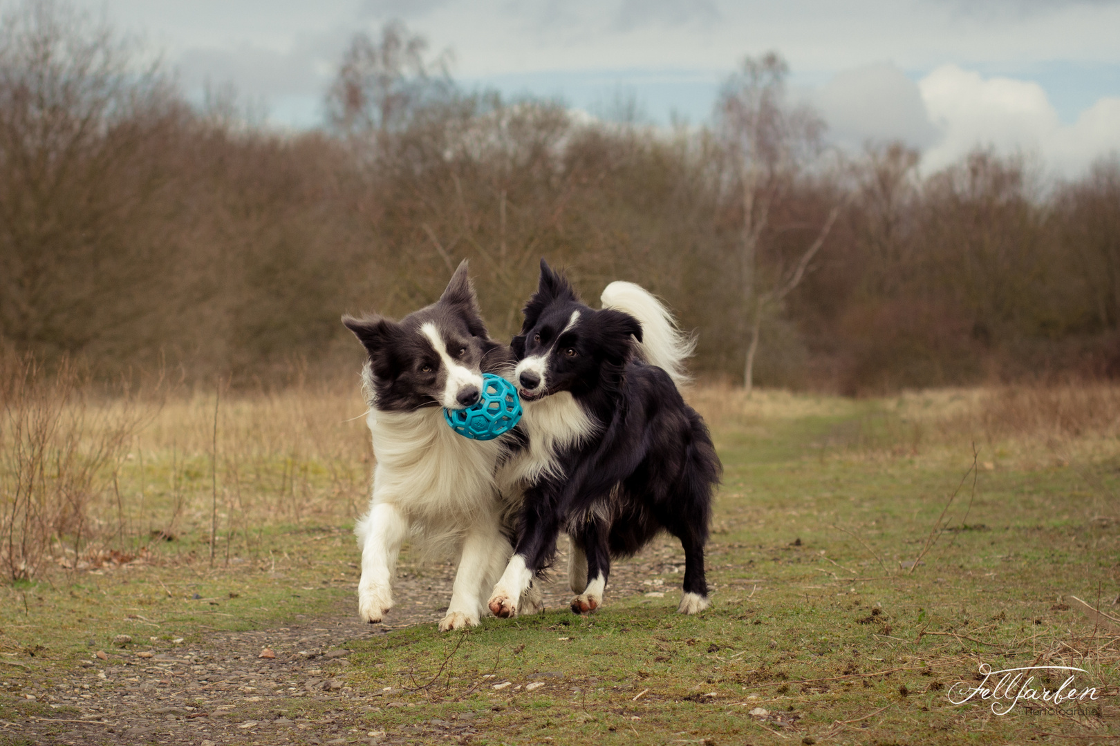 Border Collie