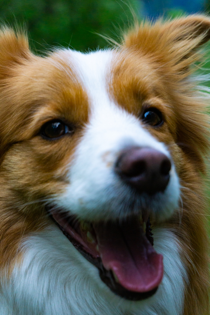 Border Collie