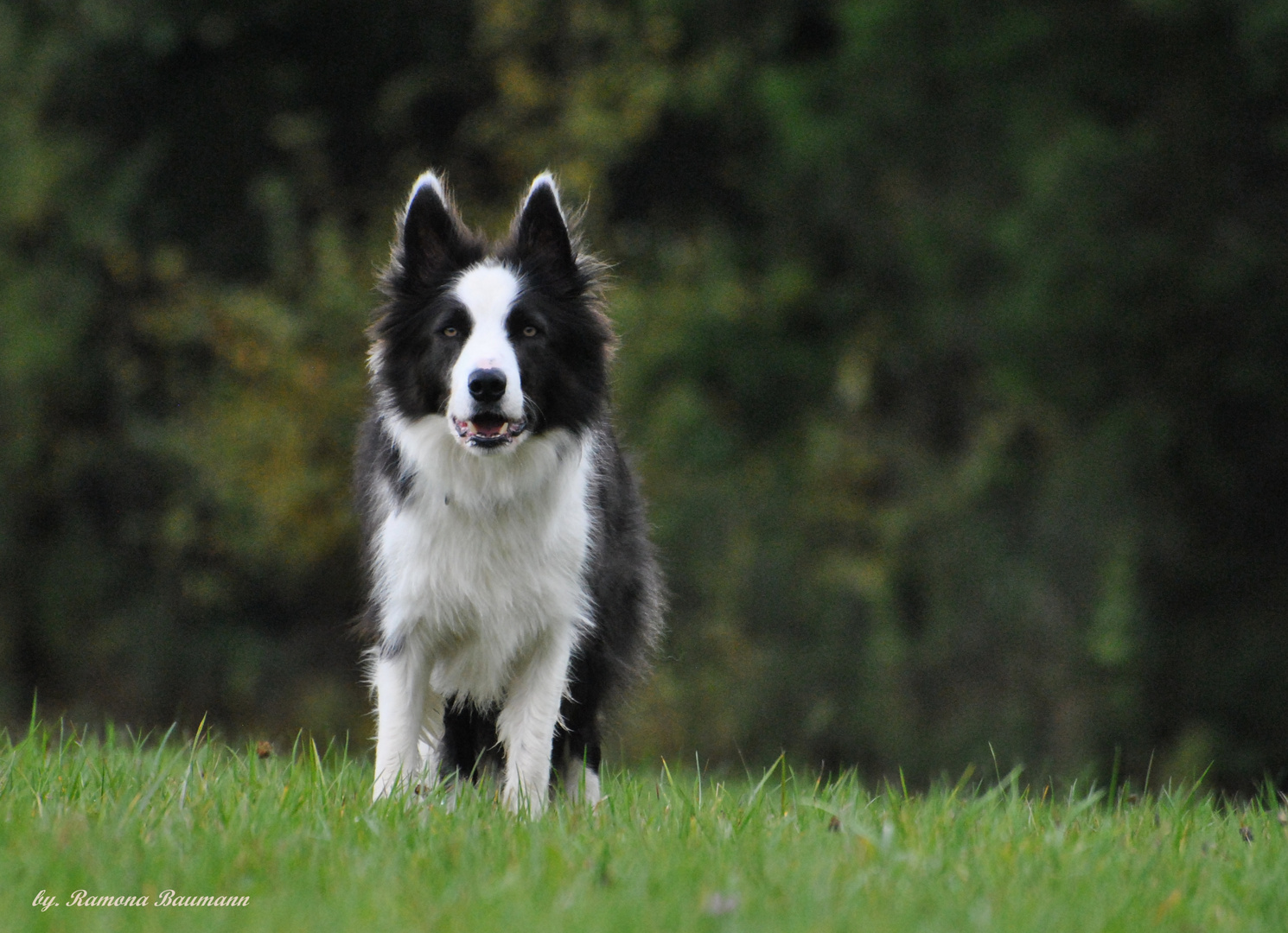 Border Collie