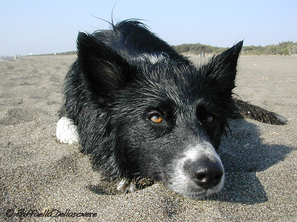 Border Collie al mare