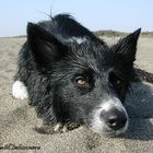 Border Collie al mare