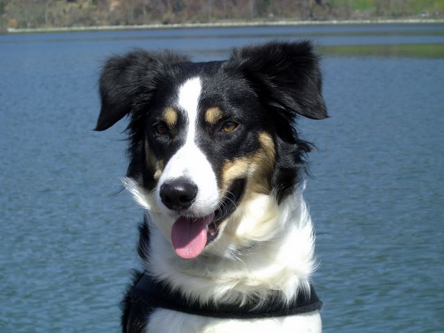 Border Collie am See