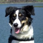 Border Collie am See