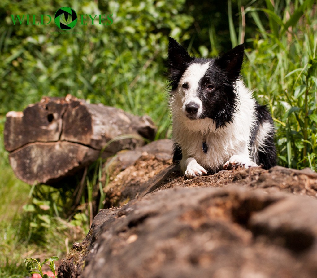 Border Collie am See