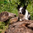 Border Collie am See