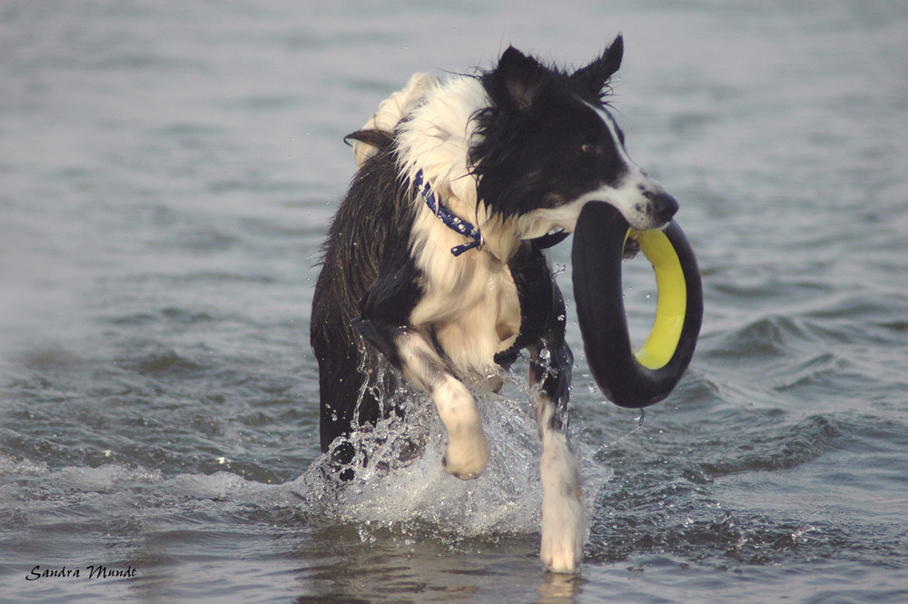 Border Collie am Strand