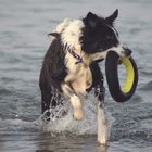 Border Collie am Strand