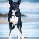 Border Collie am Strand