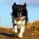 Border Collie Amy