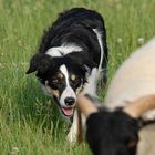 Border Collie an den Schafen