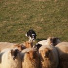 Border Collie an den Schafen