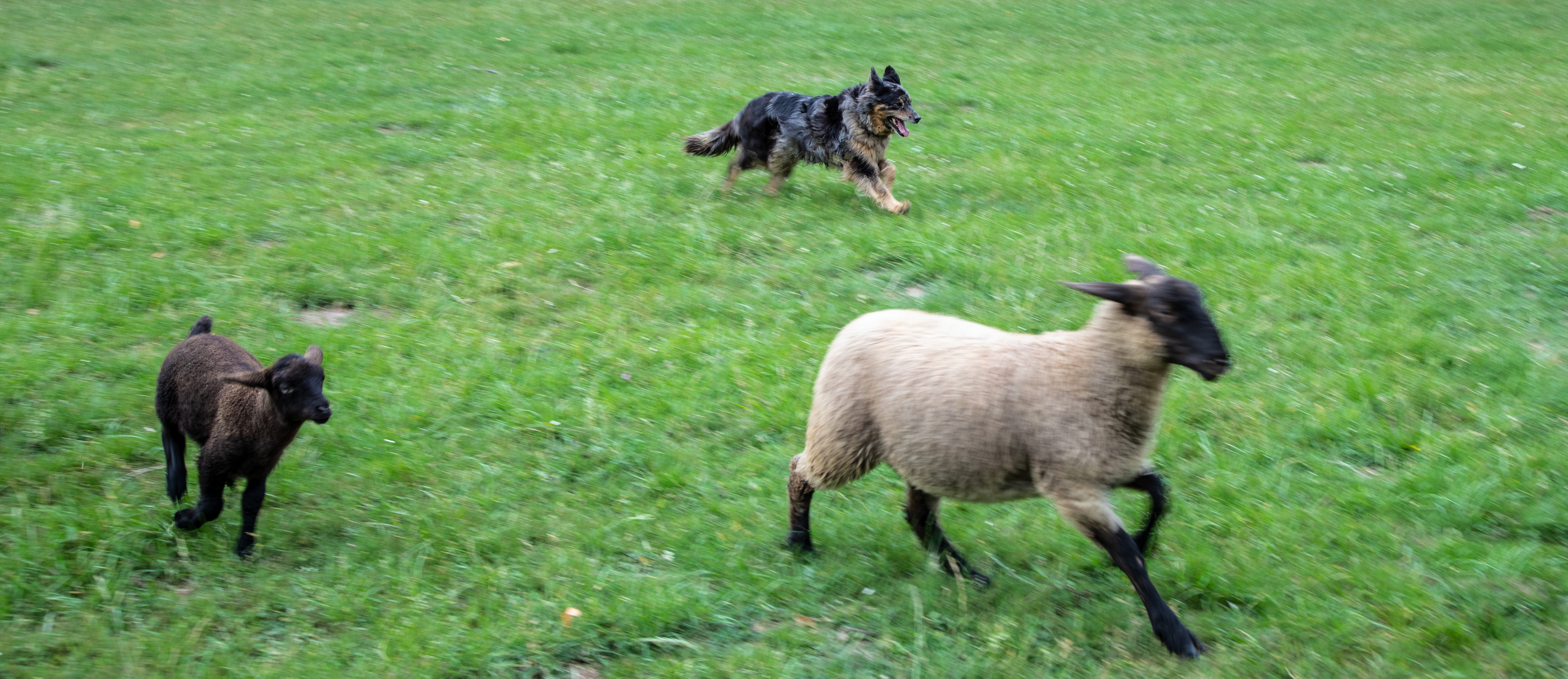 border collie at work