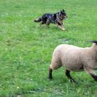 border collie at work