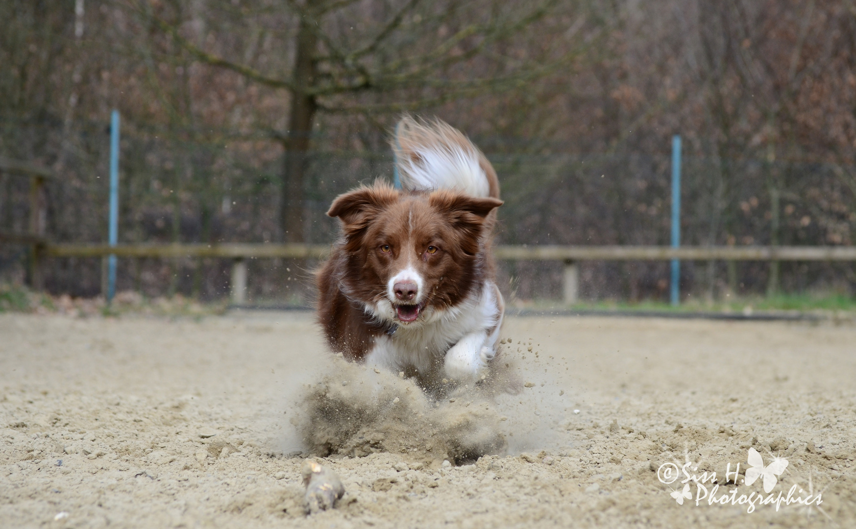 Border Collie auf dem Reitplatz