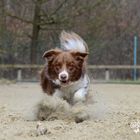 Border Collie auf dem Reitplatz