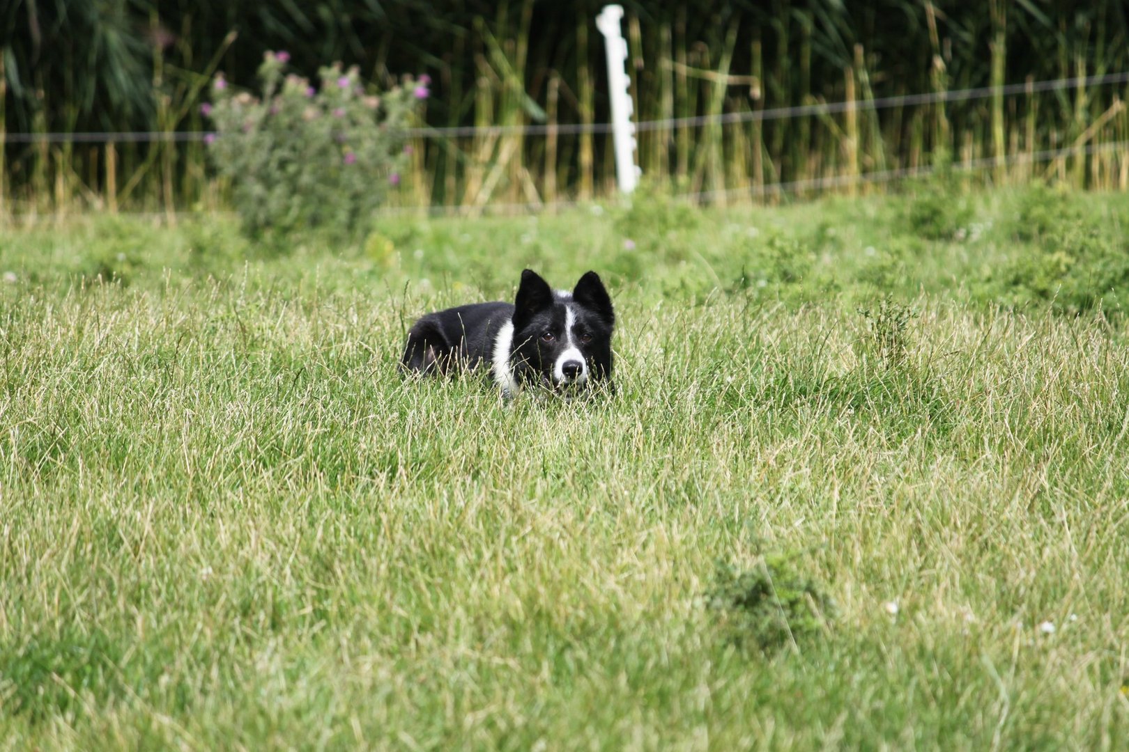 ...Border Collie auf der Lauer...