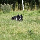 ...Border Collie auf der Lauer...