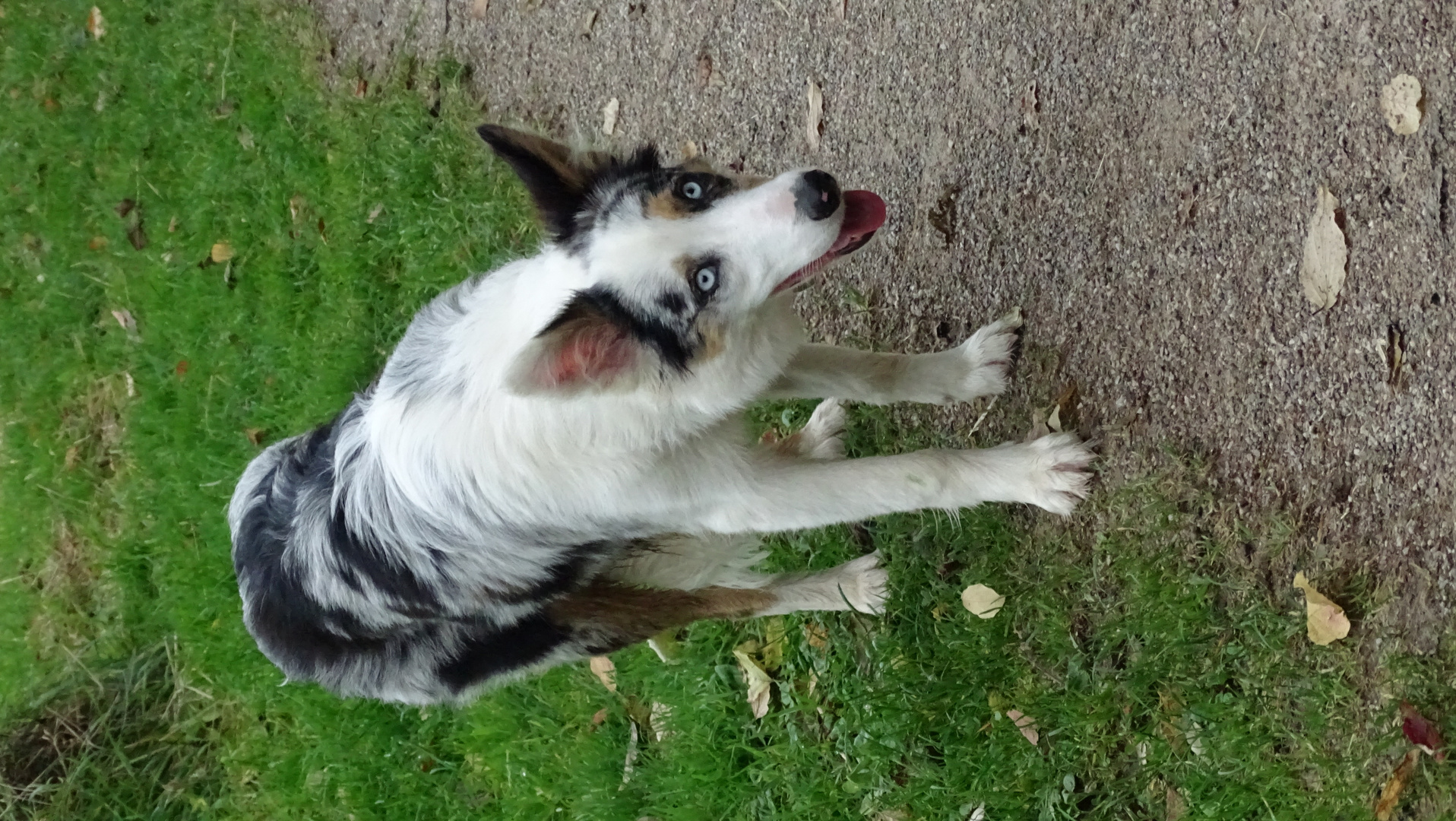 Border Collie aux yeux bleus