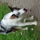 Border Collie aux yeux bleus