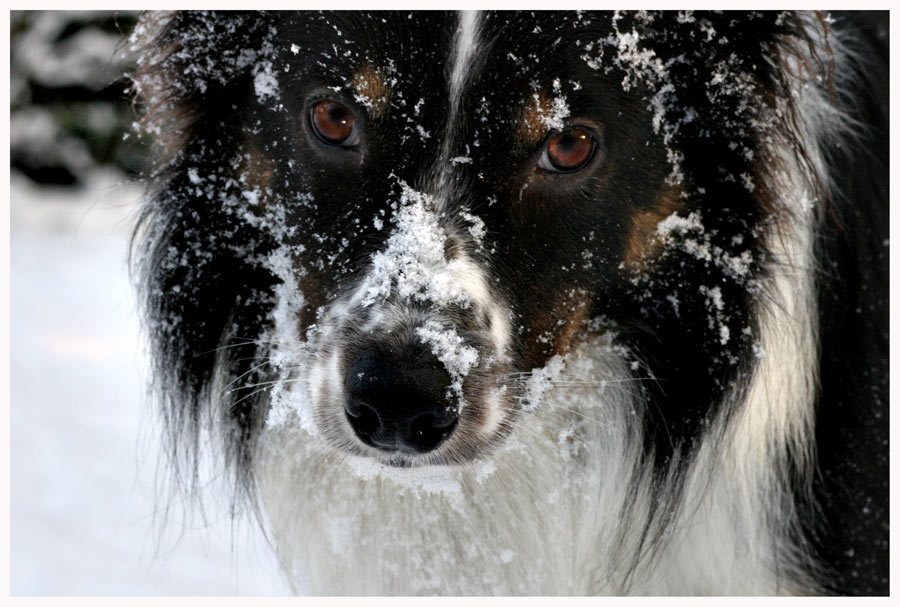 Border Collie  ....