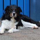 Border Collie Badetag