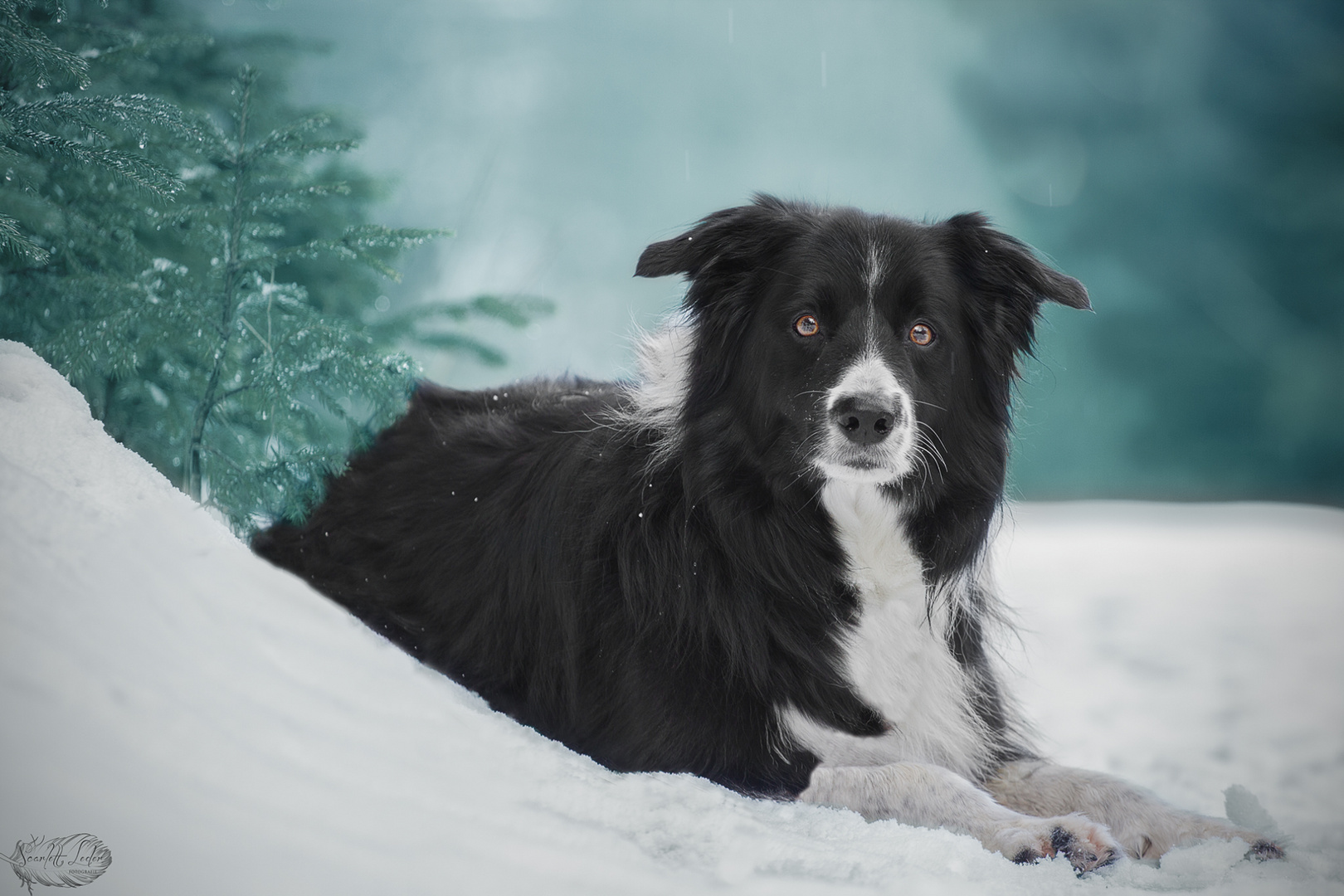 Border Collie Barney im Winterwonderland 