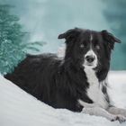 Border Collie Barney im Winterwonderland 